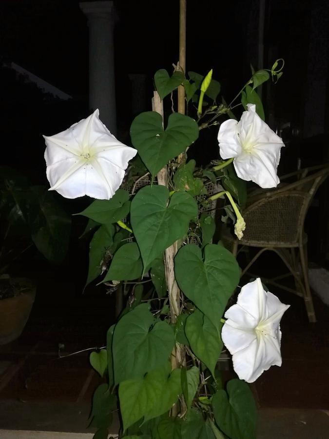 Jungle Tide Bed & Breakfast Kandy Ngoại thất bức ảnh